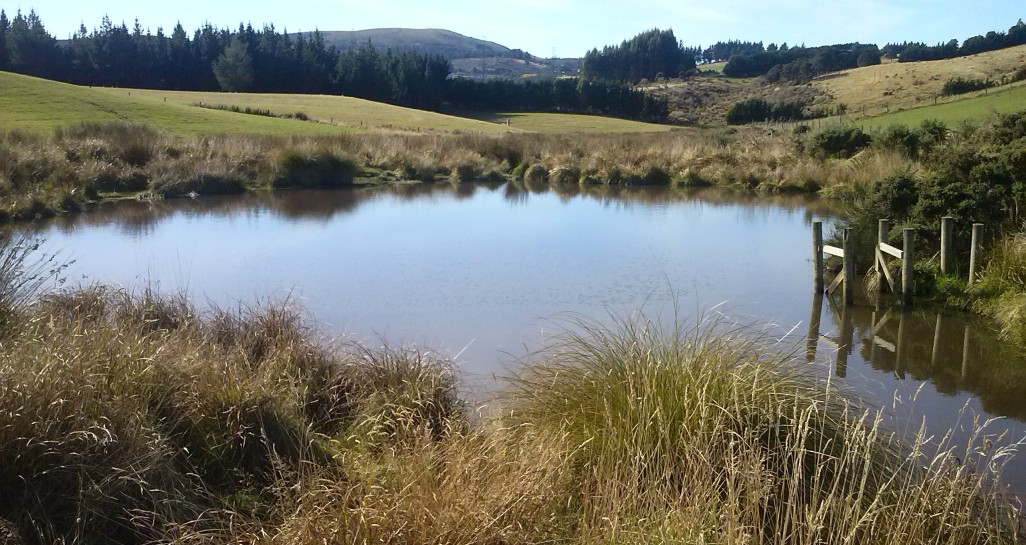 Wetland Fenced 2013 01 JWard 4