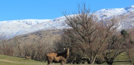 38.Kristil Leslie Dear Red Deer