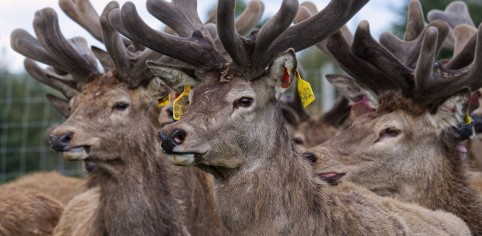 Angela McIntyre Lets grow boys