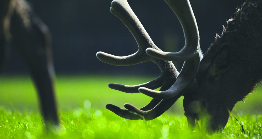 Velvet Posters 001 0