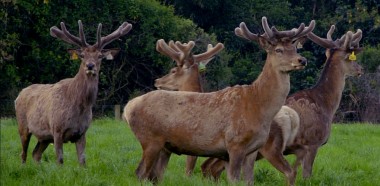 VelvetStags