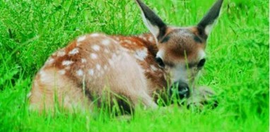 Fawn