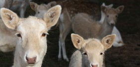 Gail Simons - Fallow family