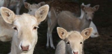 Gail Simons - Fallow family