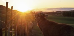 Leeza Marie Pratt - Sunset roar