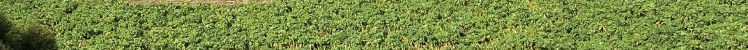 J Somerville Arawhata