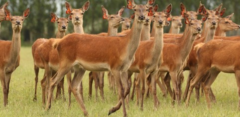 R2hinds Spring RHilson 2016 12