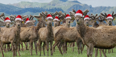 Christmas Stags 2022 v2