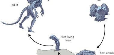 Xenomorph life cycle