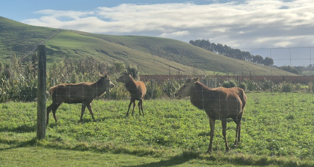 Stags